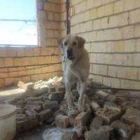 پژدر|سگ|چناران, |دیوار