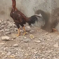 خروس لاری معاوضه با جوجه محلی