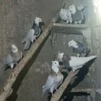 کبوترطوقی