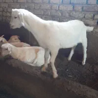 بزسانن درجه یک به شرط