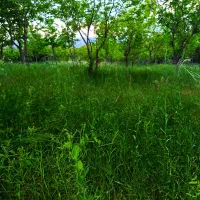طبیعت گردی
