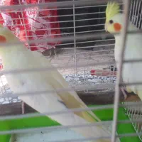 دو عدد جوجه عروس خوشکل ۲ماهه همراه قفس