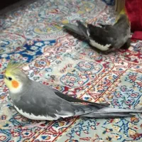 عروس هلندی