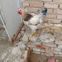 خروس