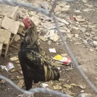 خروس خوب ونصل داربرای جوجه کشی