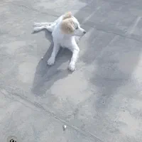 واگزاری فوری سگ نژاد پامر