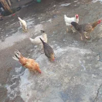 مرغ و خروش