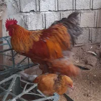 خروس برهما
