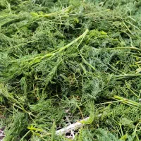 فروش شوید خشک پفکی