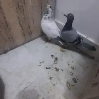 کفتر سالم بانژاد
