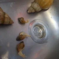 حلزون سه ماهه