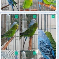 فروش دو عدد مرغ عشق