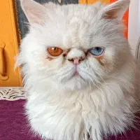 واگذاری گربه پرشین
