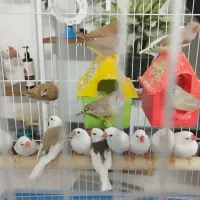 فنچ