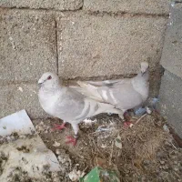 یک جفت الماسی خط سفید