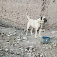 سگ سرابی اصیل سه سال ونیم گله ای دهن پاک