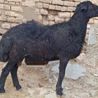 بره