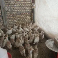 جوجه بوقلمون،مرغ‌محلی‌وسلطان‌جوجه‌برهما