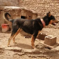 سگ نگهبان