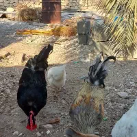 خروس