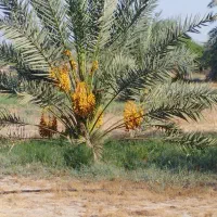 زمین ویلایی
