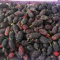 شاه توت|خوردنی و آشامیدنی|نائین, |دیوار