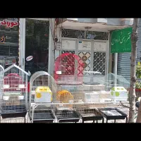 انواع پرندگان زینتی