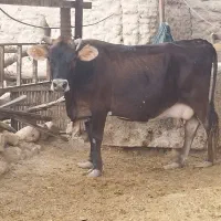 گاو جرسی