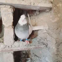 طوقی نر الماسی