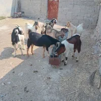 شش عددکهره نرفروشی