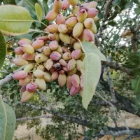 زمین پشت کبابی میدان چادرملو