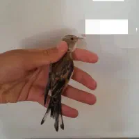 سهره قناری