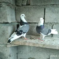 جفت کبوتر شازده سبز