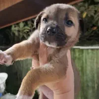 میکس سنگ سر