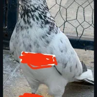 کبوتر گمشده