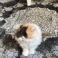 پرشین سوپر فلت 3کالر