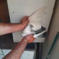 کبوتر کفتر مهرخورده انگشت زده