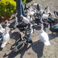 فروش اردک نر و ماده