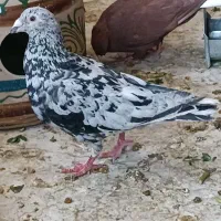 نرو و ماده سرور چاپی
