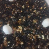 جوجه گردن لخت و کاکلی جابریان