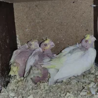 عروس هلندی جوجه و بالغ