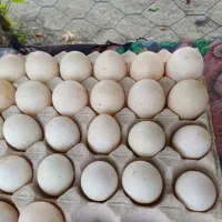 تخم  اردک