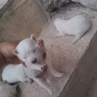 توله پامر ۴ عدد