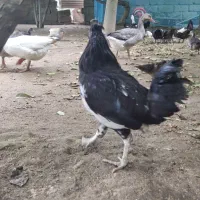 خروس گلین
