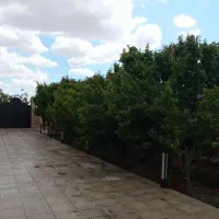 سریدار باغ نیاز ماندیم