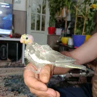 پرنده|پرنده|شیراز, دوکوهک|دیوار