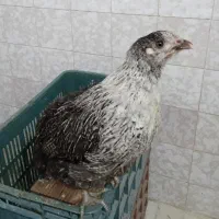 جوجه دو نیم ماهه