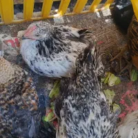 فروش مرغ ، خروس ، اردک ،نیمچه