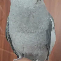 عروس هلندی دستی