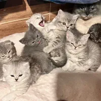 بچه گربه توله گربه